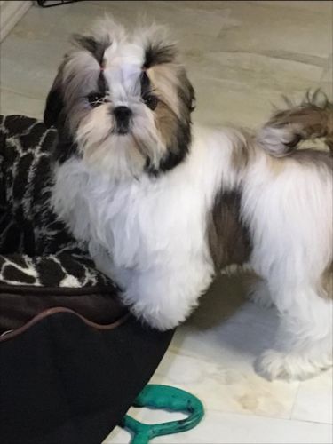 "Angy" Opal's Fabulous Angel