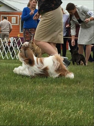 Victor - pre des chiots 