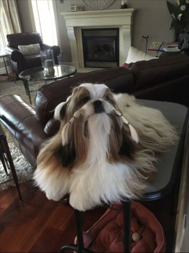 Kobe, nouveau champion canadien Fabulous kobe Matters